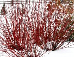 Arctic Fire Red Dogwood In Winter, Cornus Stolonifera
Proven Winners
Sycamore, IL