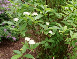 Arctic Fire Red Twig Dogwood, Cornus Stolonifera
Proven Winners
Sycamore, IL