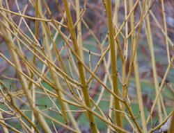 Arctic Fire Yellow Dogwood, Cornus Stolonifera
Proven Winners
Sycamore, IL