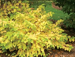 Arctic Sun Dogwood Fall Color, Dogwood In Fall
Proven Winners
Sycamore, IL