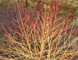 Arctic Sun Dogwood Shrub, Cornus Sanguinea
Proven Winners
Sycamore, IL