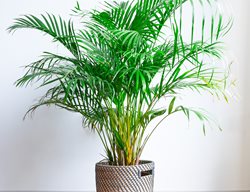 Areca Palm, Palm Houseplant
Shutterstock.com
New York, NY