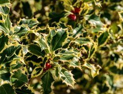 Argentea Marginata English Holly, English Holly, Variegated Leaves, Ilex Aquifolium
Shutterstock.com
New York, NY
