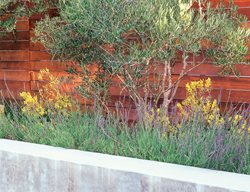 Arid Plants, Olive Tree, Kangaroo Paw
Ground Studio
Monterey, CA
