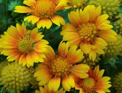 Arizona Apricot Blanket Flower, Gaillardia, Blanket Flower
Proven Winners
Sycamore, IL