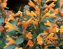 Arizona Sandstone Agastache, Agastache Hybrid
Proven Winners
Sycamore, IL