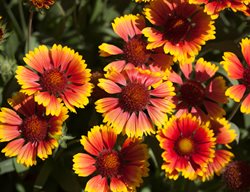 Arizona Sun Gaillardia, Blanket Flower
Shutterstock.com
New York, NY