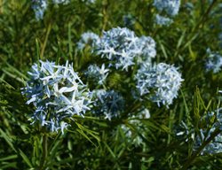 Arkansas Blue Star, Blue Star Plant, Amsonia Hubrichtii
Shutterstock.com
New York, NY