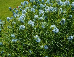 Arkansas Bluestar, Amsonia Hubrichtii, Blue Star Flowers
Shutterstock.com
New York, NY
