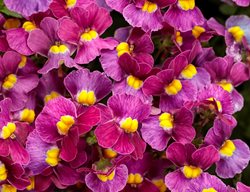 Aromance Mulberry Nemesia, Nemesia Flowers
Proven Winners
Sycamore, IL