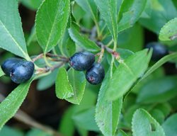 Aronia Berries, Chokeberries
Proven Winners
Sycamore, IL