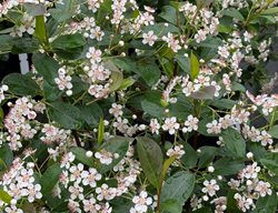 Aronia Low Scape Snowfire, Aronia Melanocarpa
Proven Winners
Sycamore, IL