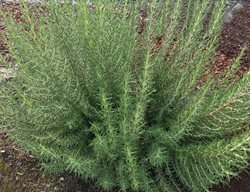 Arp Rosemary, Salvia Rosmarinus
Shutterstock.com
New York, NY