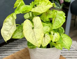 Arrowhead Vine, Syngonium Podophyllum
Proven Winners
Sycamore, IL