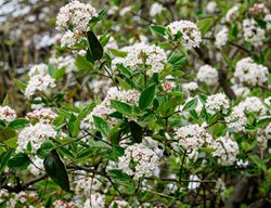 Arrowwood Viburnum, Native Plant, Flowering Shrub
Shutterstock.com
New York, NY