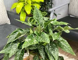 Art Deco Drop Tongue Plant, Schismatoglottis Wallichii
Proven Winners
Sycamore, IL