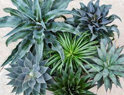 Art & Sol Mangave Mix
Proven Winners
Sycamore, IL