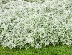 Artemisia Ground Cover, Silver Bullet Artemesia
Proven Winners
Sycamore, IL