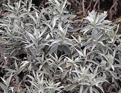 Artemisia Plant, Night Garden Plants
St. Lynn's Press
Pittsburgh, PA