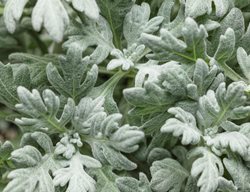 Artemisia Silver Bullet, Artemisia Stelleriana, Wormwood
Proven Winners
Sycamore, IL