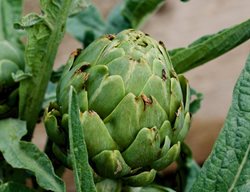 Artichoke, Spring Vegetable
Pixabay
