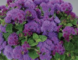 Artist Blue Floss Flower, Ageratum Hybrid, Purple-Blue Flower
Proven Winners
Sycamore, IL
