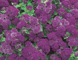 Artist Purple Floss Flower, Ageratum Hybrid, Purple Flower
Proven Winners
Sycamore, IL