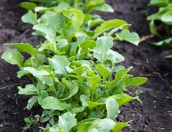 Arugula, Lettuce, Fall Vegetable
Shutterstock.com
New York, NY