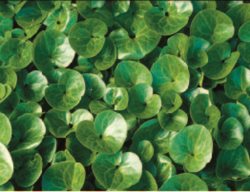 Asarum Europaeum
Garden Design
Calimesa, CA