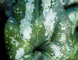 Asarum Splendens, Chinese Wild Ginger, Groundcover
Garden Design
Calimesa, CA