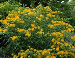 Asclepias Tuberosa 'hello Yellow'
Garden Design
Calimesa, CA
