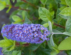 Asian Moon, Butterfly Bush
GardenPhotos.com
Milford, PA