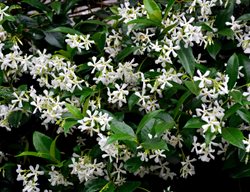 Asian Star Jasmine, Trachelospermum Asiaticum
Shutterstock.com
New York, NY