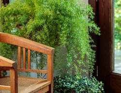 Asparagus Fern By Chair
Proven Winners
Sycamore, IL