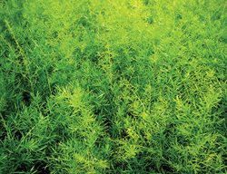 Asparagus Fern, Green Fern
Proven Winners
Sycamore, IL