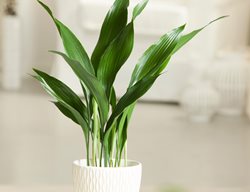 Aspidistra Elatior, Tough Indoor Plant
Alamy Stock Photo
Brooklyn, NY