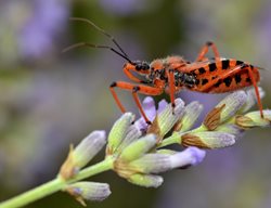 Assassin Bug
Shutterstock.com
New York, NY