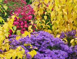 Aster Amellus, Violet Queen, Violet Flowers, Yellow Leaves
Garden Design
Calimesa, CA