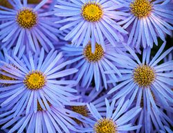 Aster, Frikartii Monch, Lavender Flower
Garden Design
Calimesa, CA