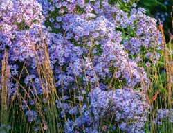 Aster, Little Carlow, Small Blue Flower
Garden Design
Calimesa, CA