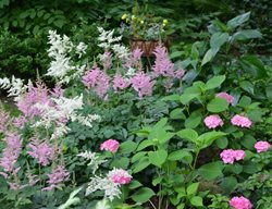 Astilbe And Hydrangea, Shade Plants
Garden Design
Calimesa, CA