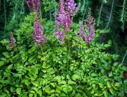 Astilbe Color Flash, Astilbe Foliage
Millette Photomedia
