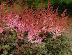 Astilbe Delft Lace, Astilbe Flower
Walters Gardens
