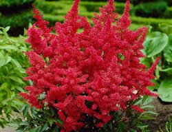 Astilbe Fanal
Longfield Gardens

