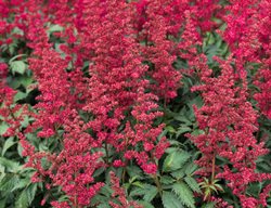 Astilbe Fanal, Red Astilbe
Shutterstock.com
New York, NY