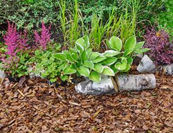 Astilbe & Hosta, Woodland Garden
Shutterstock.com
New York, NY