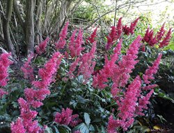 Astilbe Japonica
Shutterstock.com
New York, NY