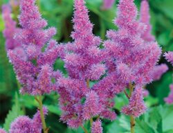 Astilbe Plant, Visions
Millette Photomedia
