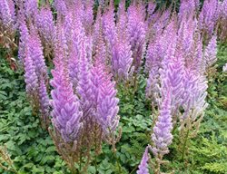 Astilbe Pumila, Dwarf Chinese Astilbe
Shutterstock.com
New York, NY