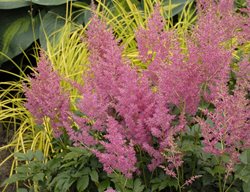 Astilbe Rheinland, Pink Astilbe
Walters Gardens
